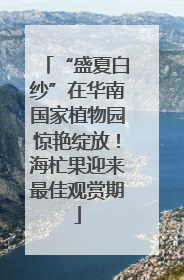 “盛夏白纱”在华南国家植物园惊艳绽放！海杧果迎来最佳观赏期