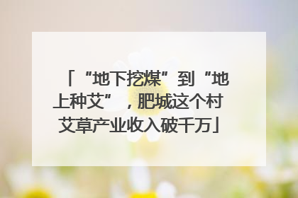 “地下挖煤”到“地上种艾”，肥城这个村艾草产业收入破千万