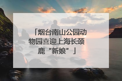 烟台南山公园动物园喜迎上海长颈鹿“新娘”