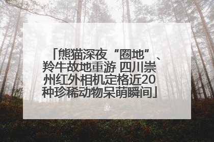 熊猫深夜“圈地”、羚牛故地重游 四川崇州红外相机定格近20种珍稀动物呆萌瞬间