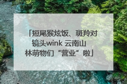 短尾猴炫饭、斑羚对镜头wink 云南山林萌物们“营业”啦