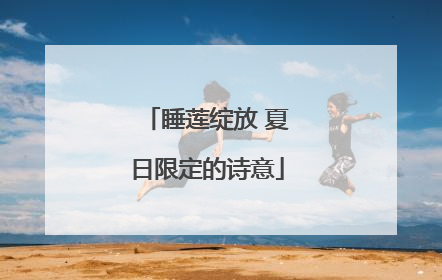 睡莲绽放 夏日限定的诗意