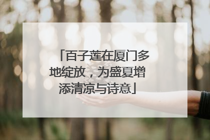 百子莲在厦门多地绽放，为盛夏增添清凉与诗意