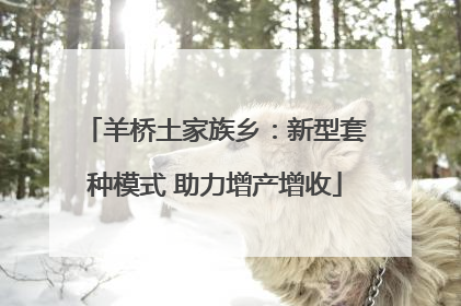 羊桥土家族乡：新型套种模式 助力增产增收