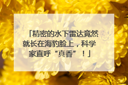精密的水下雷达竟然就长在海豹脸上，科学家直呼“真香”！