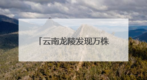 云南龙陵发现万株野生云南大百合