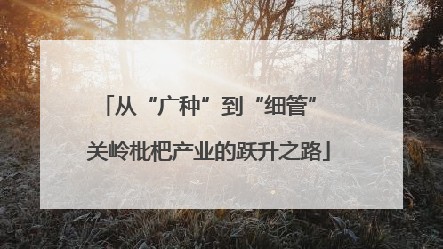 从“广种”到“细管” 关岭枇杷产业的跃升之路