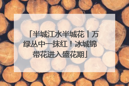 半城江水半城花丨万绿丛中一抹红！冰城锦带花进入盛花期