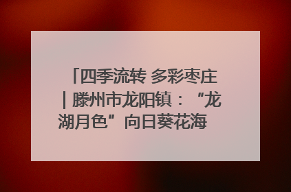 四季流转 多彩枣庄｜滕州市龙阳镇：“龙湖月色”向日葵花海 绘就乡村振兴新画卷