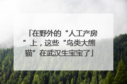 在野外的“人工产房”上，这些“鸟类大熊猫”在武汉生宝宝了