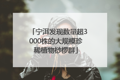 宁洱发现数量超3000株的大规模珍稀植物桫椤群