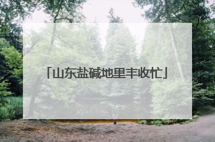山东盐碱地里丰收忙