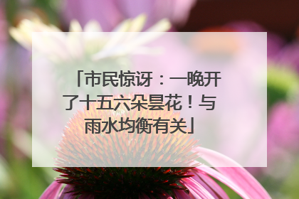 市民惊讶：一晚开了十五六朵昙花！与雨水均衡有关