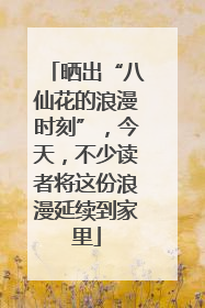 晒出“八仙花的浪漫时刻”，今天，不少读者将这份浪漫延续到家里