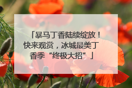 暴马丁香陆续绽放！快来观赏，冰城最美丁香季“终极大招”