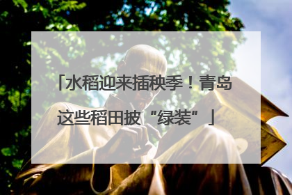 水稻迎来插秧季！青岛这些稻田披“绿装”