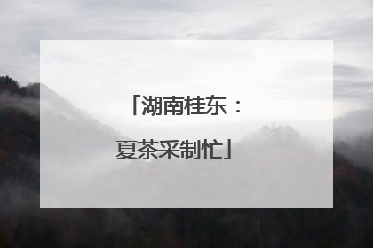 湖南桂东：夏茶采制忙