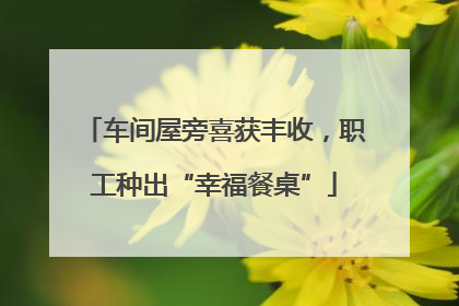 车间屋旁喜获丰收，职工种出“幸福餐桌”