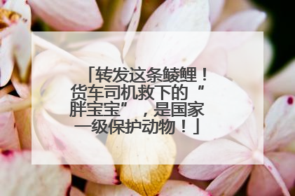 转发这条鲮鲤！货车司机救下的“胖宝宝”，是国家一级保护动物！