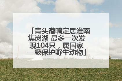 青头潜鸭定居淮南焦岗湖 最多一次发现104只，属国家一级保护野生动物