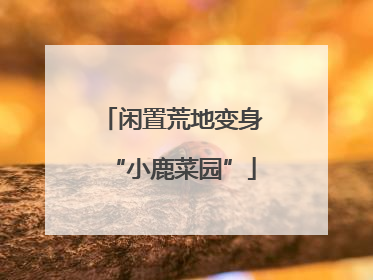 闲置荒地变身“小鹿菜园”