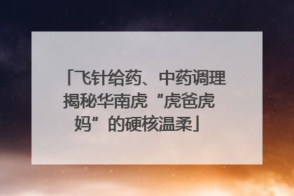 飞针给药、中药调理 揭秘华南虎“虎爸虎妈”的硬核温柔