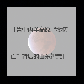 鲁中肉羊高原“零伤亡”背后的山东智慧