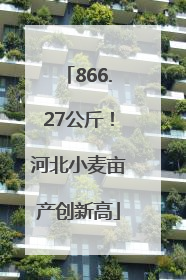 866.27公斤！河北小麦亩产创新高